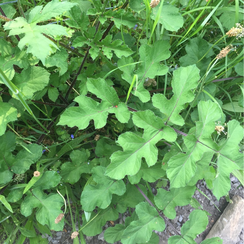 Heracleum sphondylium