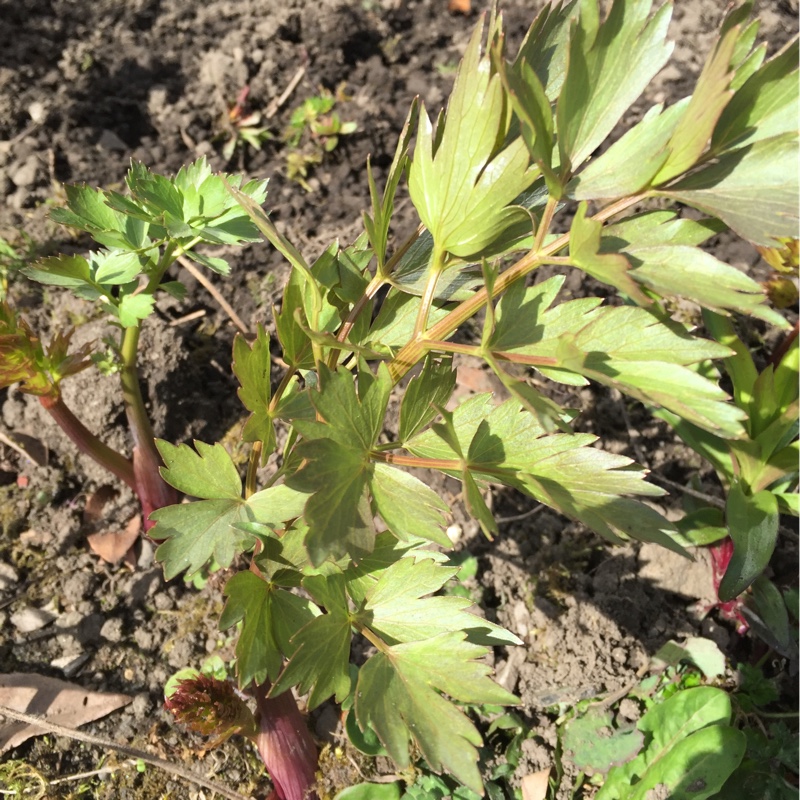 Plant image Levisticum officinale