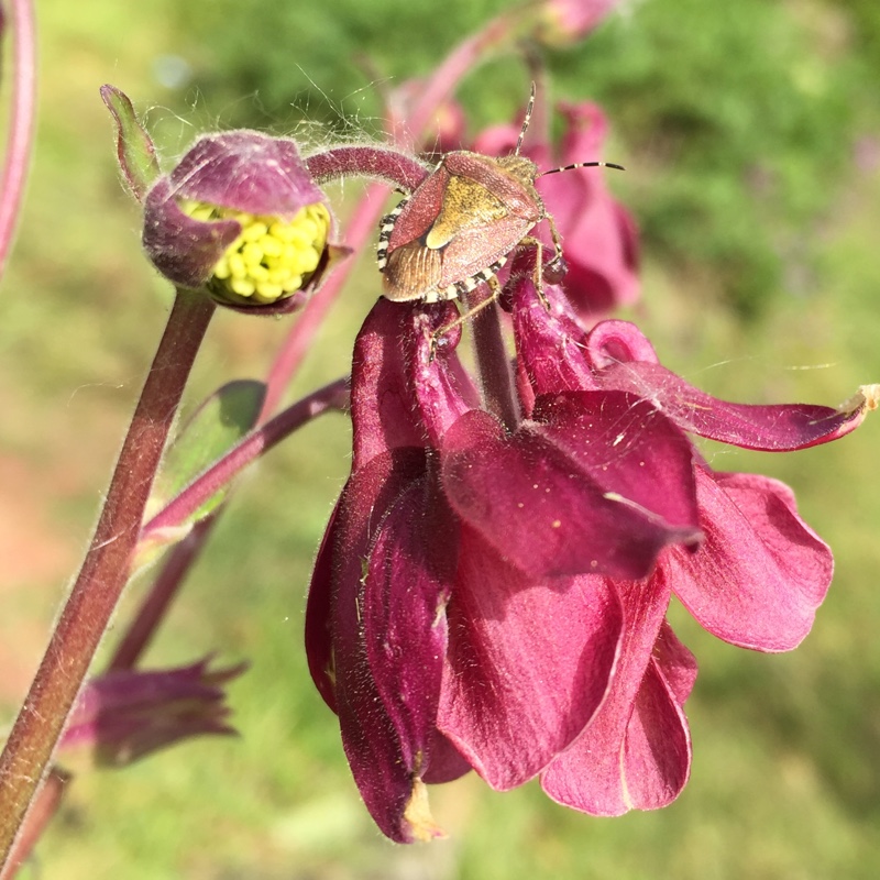 Plant image Aquilegia Caerulea