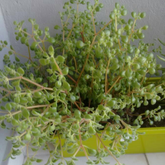 Plant image Crassula expansa subsp. fragilis