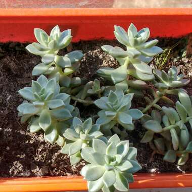 Graptopetalum 'Ghost plant'