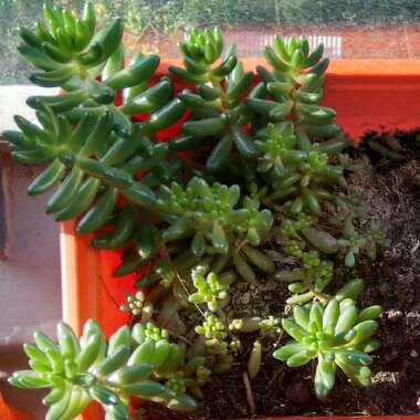 Sedum 'Red Jelly Beans'