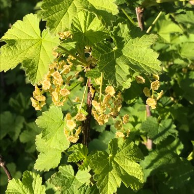 Ribes Rubrum