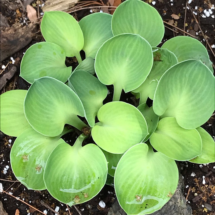 Plant image Hosta 'Pure Heart'