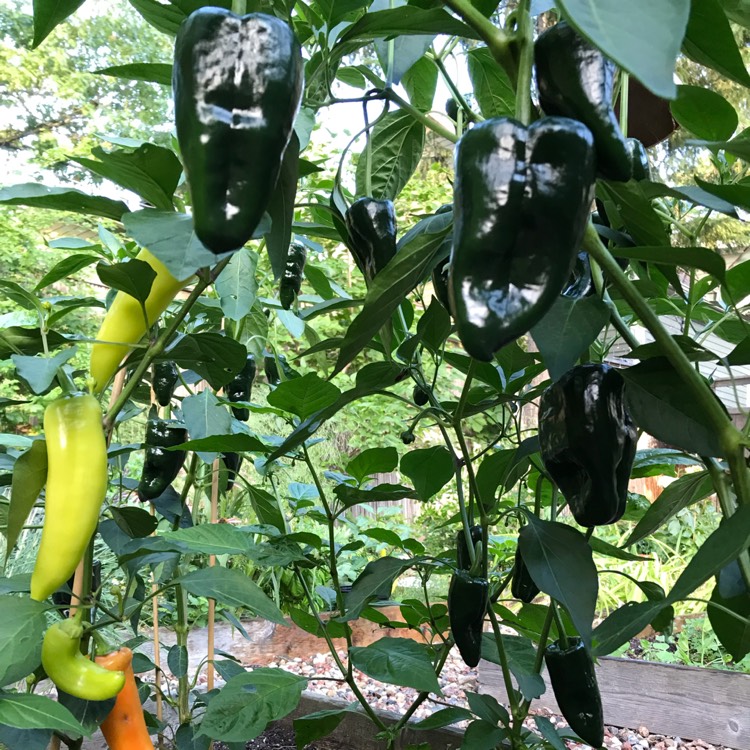 Plant image Capsicum Annuum 'Poblano'