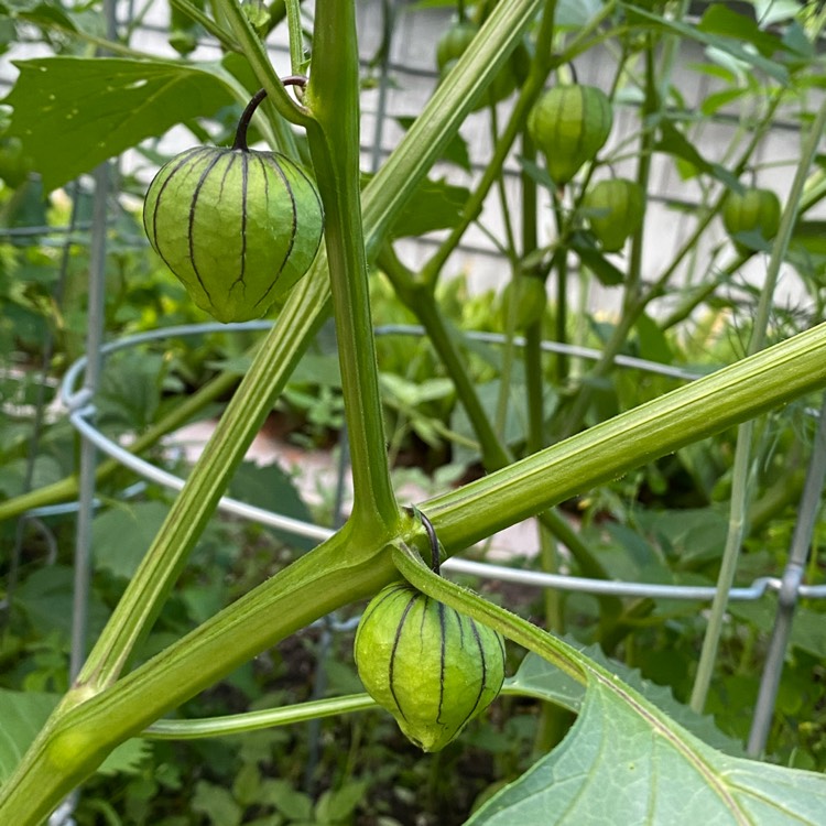 Plant image Physalis ixocarpa syn. P. philadelphica