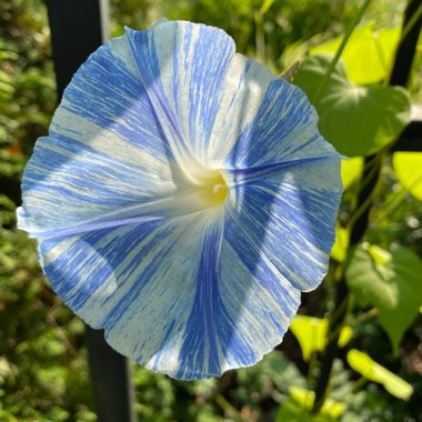 Ipomoea tricolor 'Flying Saucers Mixed'