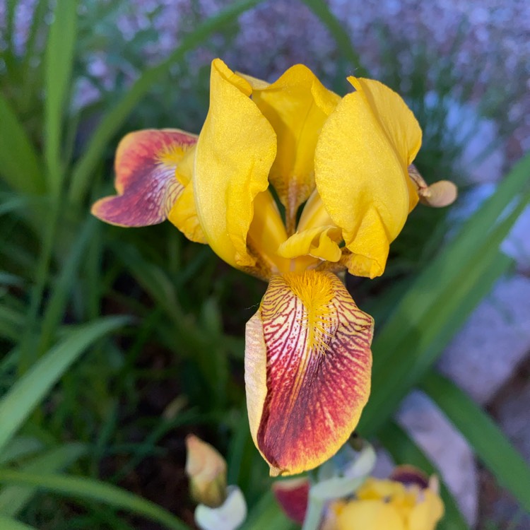 Plant image Iris x germanica 'Andalou'