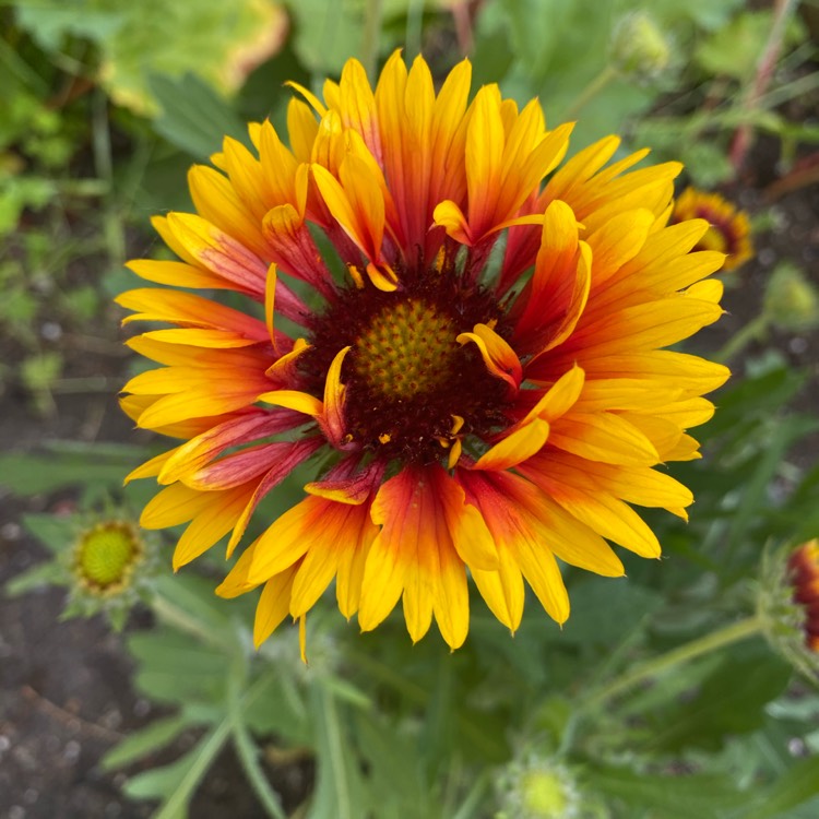 Plant image Gaillardia