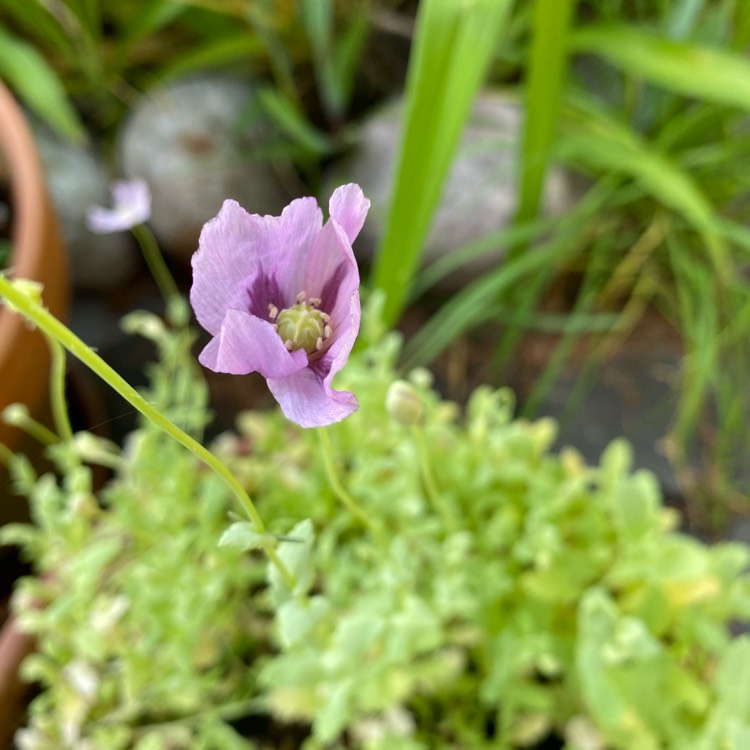 plant image 1493479