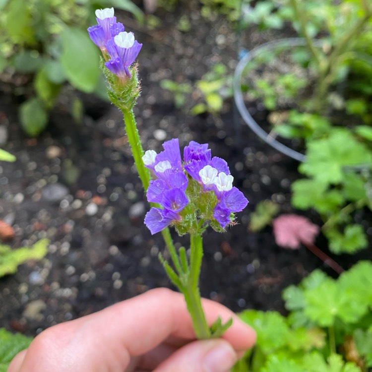 Plant image Limonium sinuatum 'Pacific Mix'