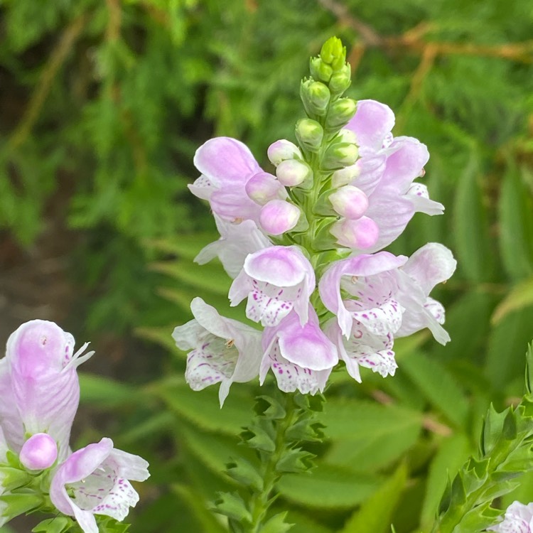 Plant image Physostegia virginiana 'Summer Snow'