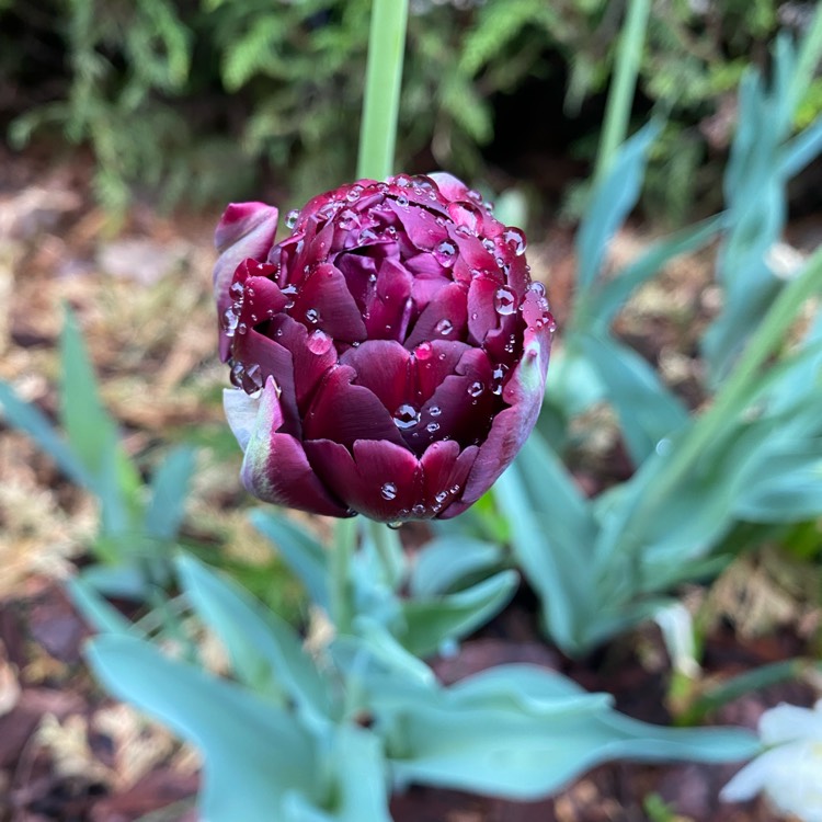 Plant image Tulipa 'Black Hero'