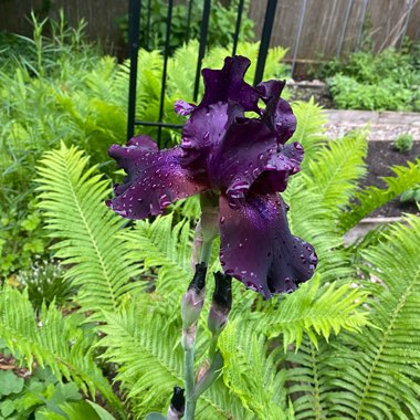 Iris x germanica 'Black Dragon'