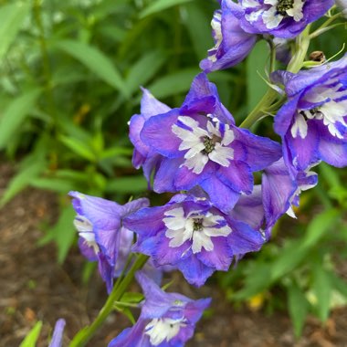 Larkspur