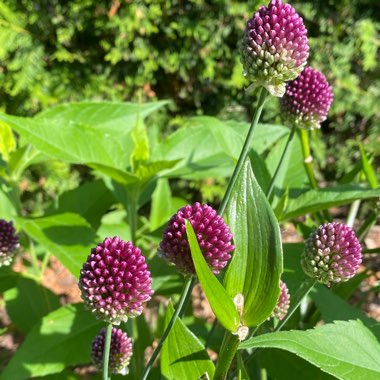 Allium (Species) Drumstick Allium