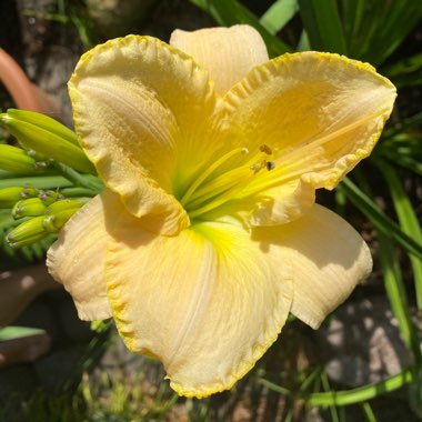 Daylily