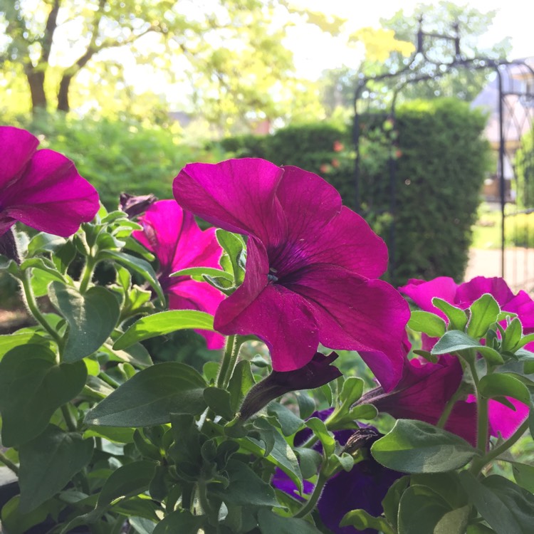 Plant image Petunia