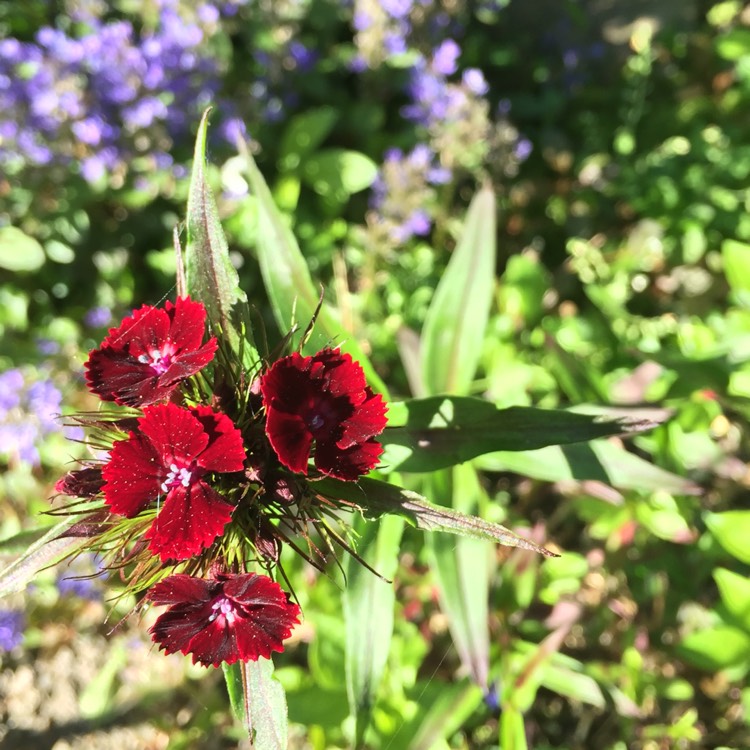 Plant image Dianthus barbatus 'Nigricans'