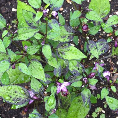 Capsicum Annuum 'Filius Blue'