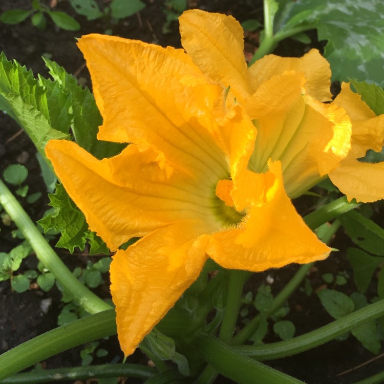 Plant image Cucurbita Pepo var. Cylindrica 'All Green Bush'