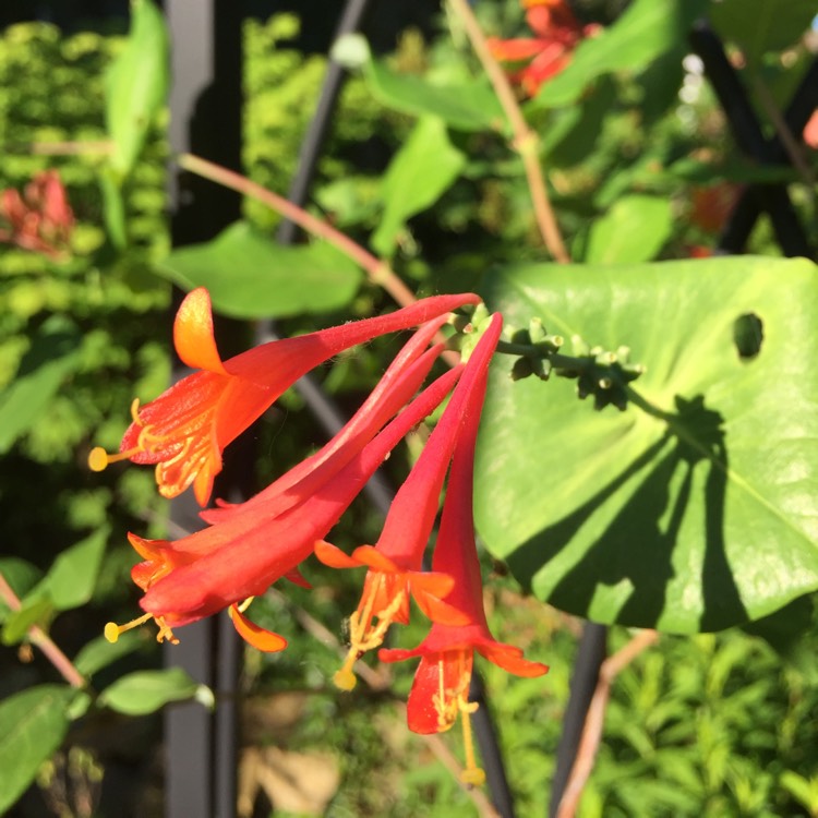 Plant image Lonicera ciliosa