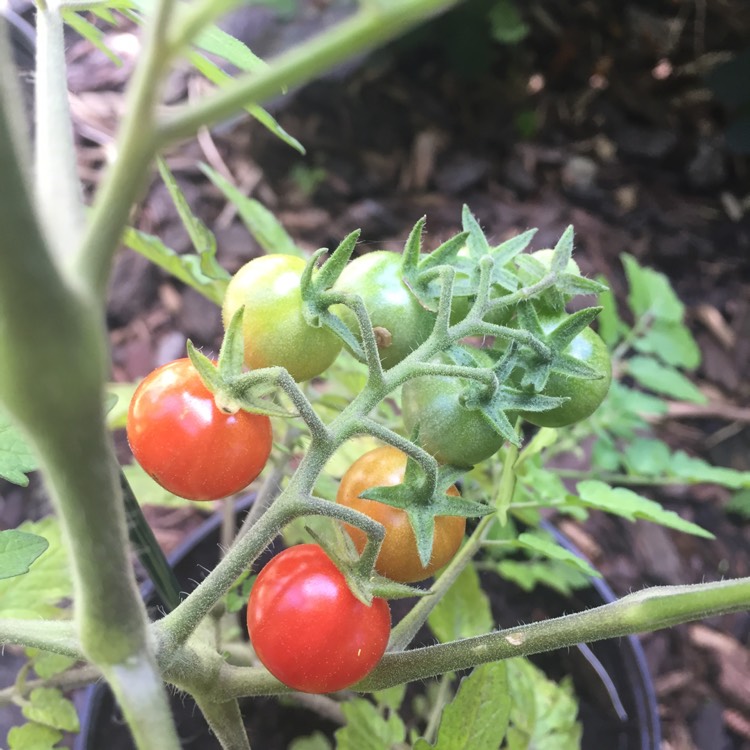 Plant image Solanum Pimpernelifolium 'Red Currant