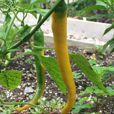 Capsicum annuum 'Golden Cayenne'