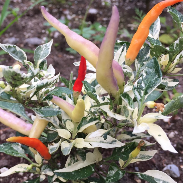 Plant image Capsicum annuum 'shu'