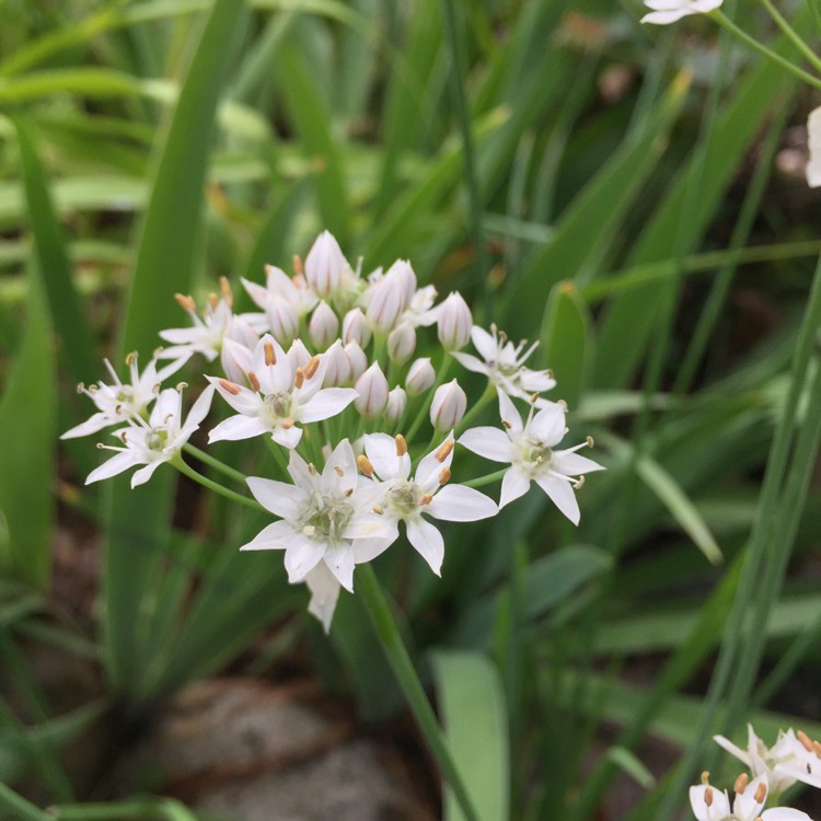 Plant image Allium nigrum syn. Allium multibulbosum, Allium nigrum var. multibulbosum