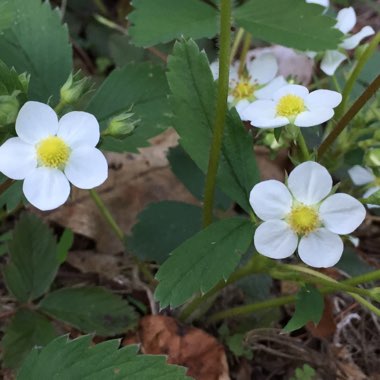 Fragaria vesca