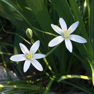 Ornithogalum umbellatum