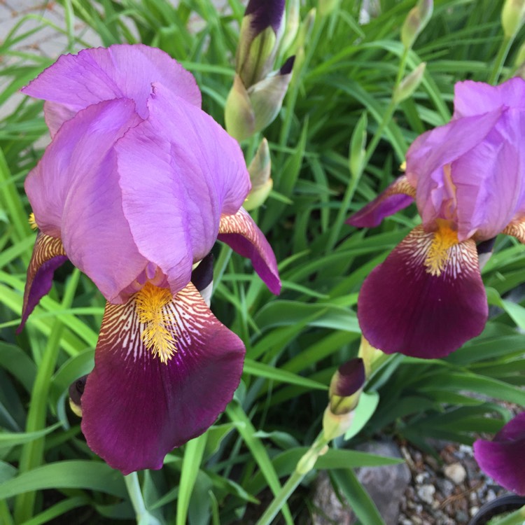 Plant image Iris x germanica 'Lent A. Williamson'