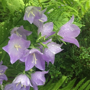 Campanula