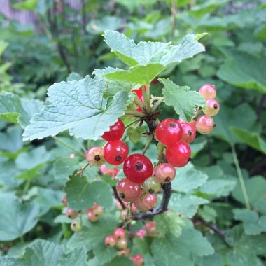 Ribes Rubrum