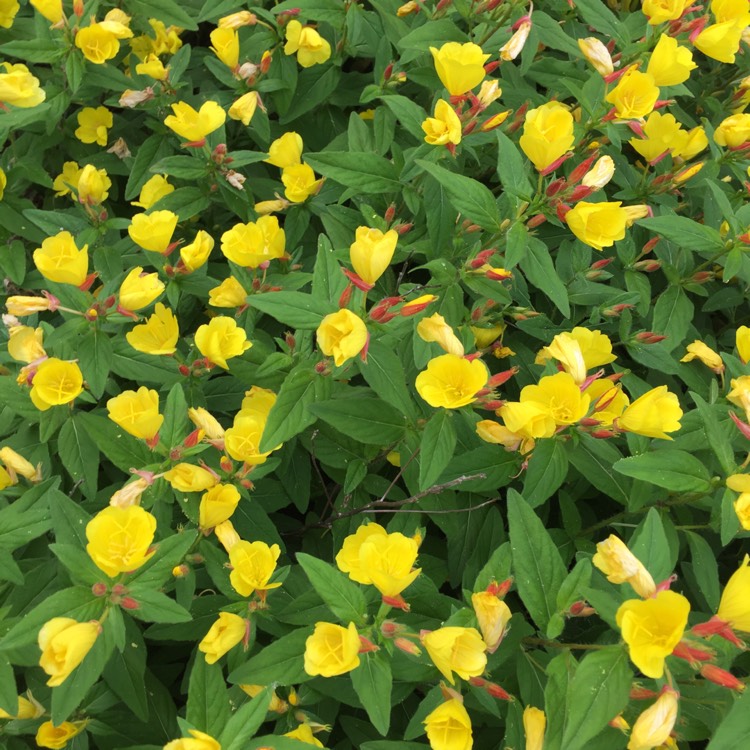 Plant image Oenothera Fruticosa 'Sundrops'