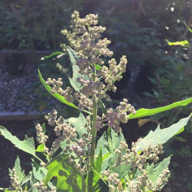 Chenopodium quinoa