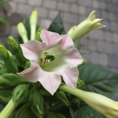 Nicotiana Sylvestris