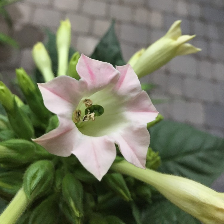 Plant image Nicotiana Sylvestris