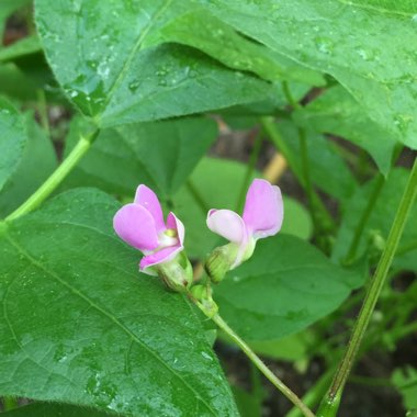 Phaseolus vulgaris