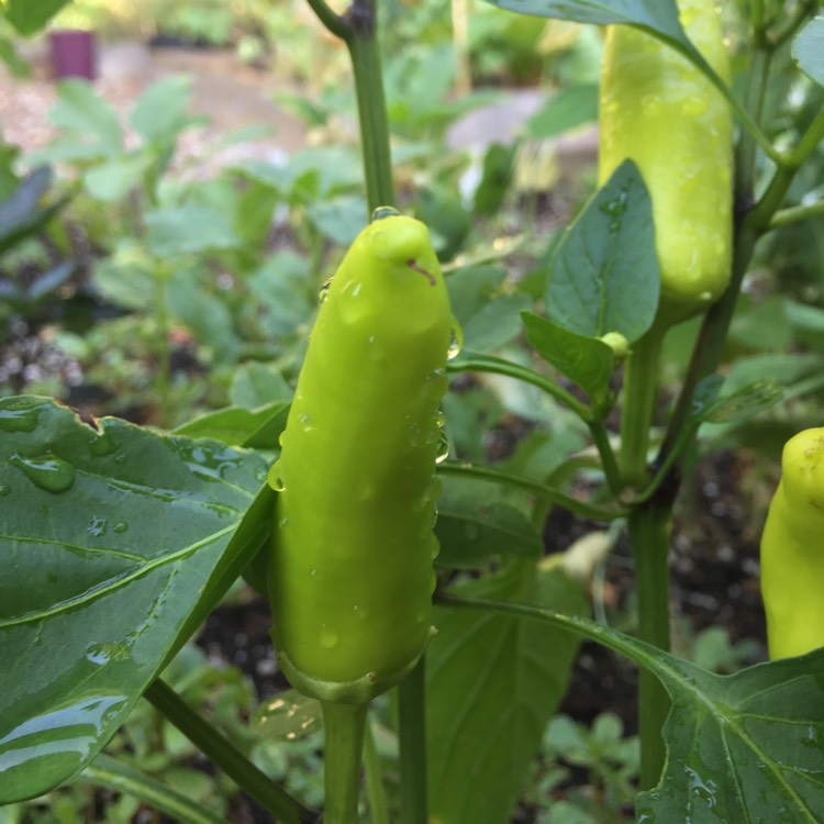 Plant image Capsicum Annuum 'Hungarian Wax'