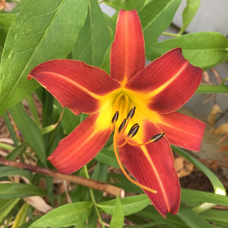 Plant image Hemerocallis 'Autumn Red'