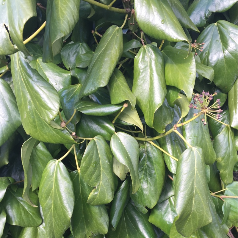 Hedera helix