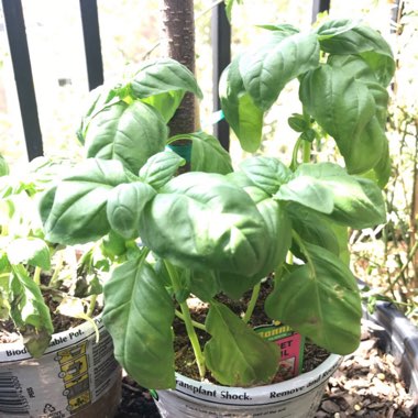 Basil 'Napoletano'