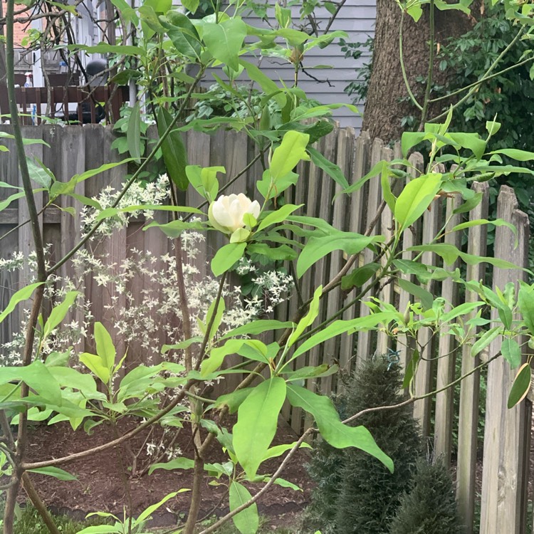 Plant image Magnolia Macrophyla