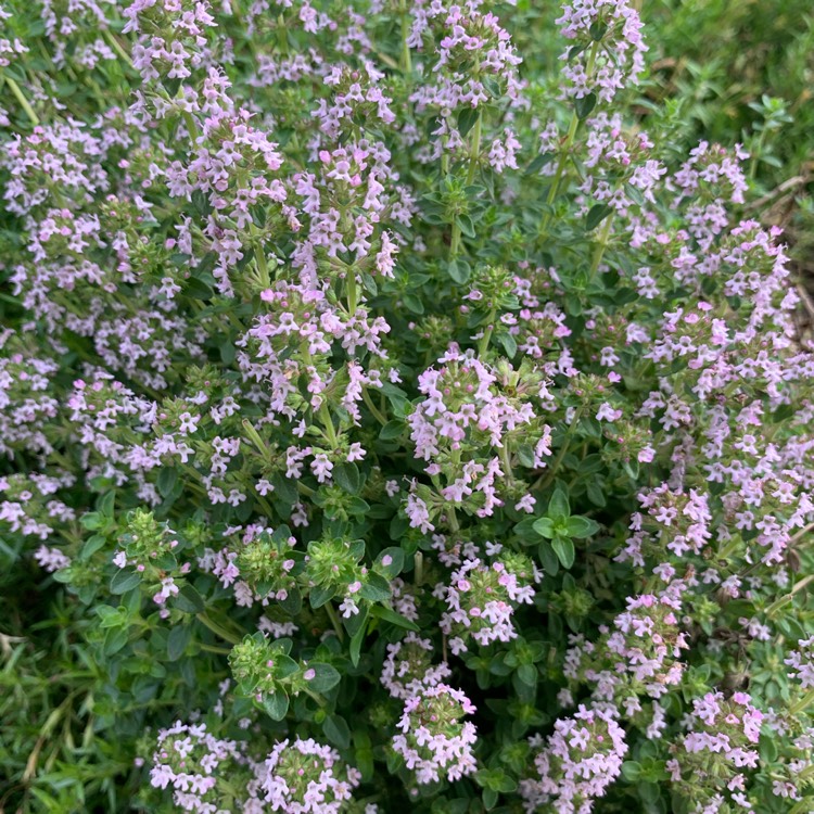 Thymus Serpyllum 'highland Cream', Creeping Thyme 'highland Cream 