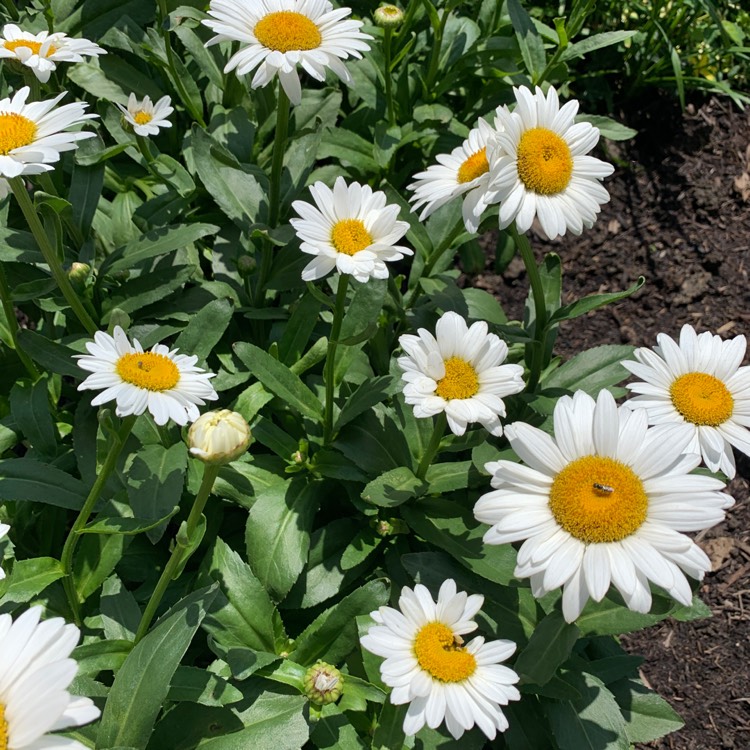 Plant image Leucanthemum x superbum 'Becky'