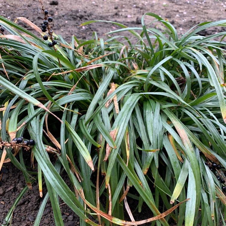 Plant image Liriope muscari 'Royal Purple'