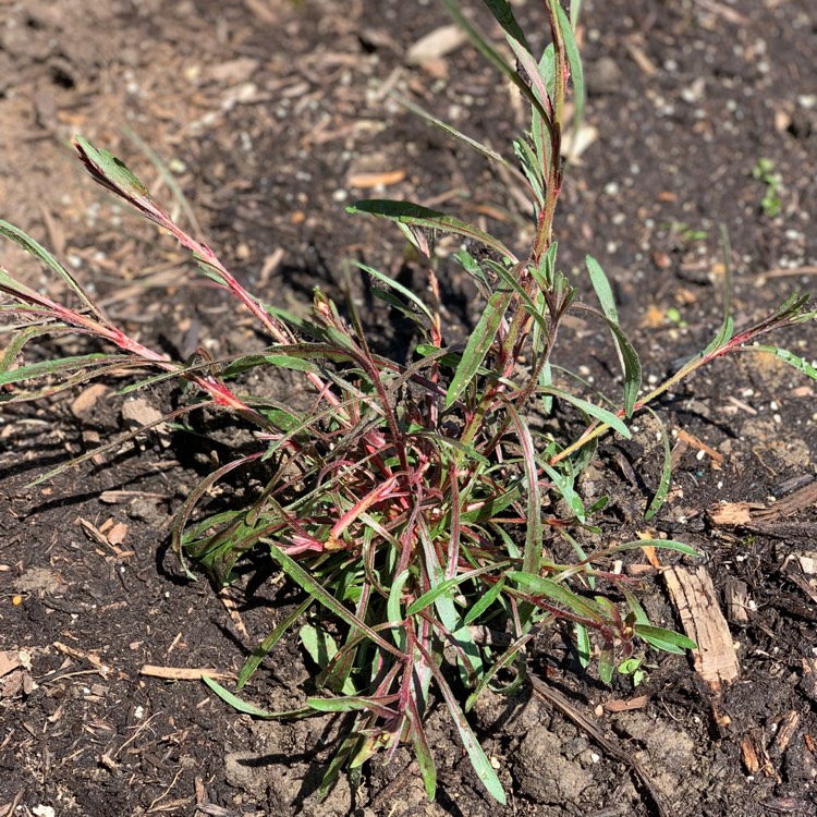 Plant image Oenothera lindheimeri 'Pink Dwarf' syn. Gaura lindheimeri 'Pink Dwarf'