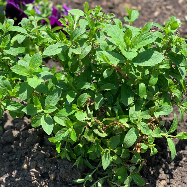 Plant image Hydrangea Paniculata 'Bobo'